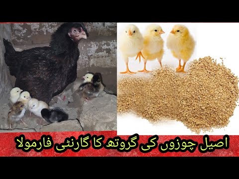 Aseel chicks growth information/اصیل چوزے جلدی کیسے بڑے ھونگے