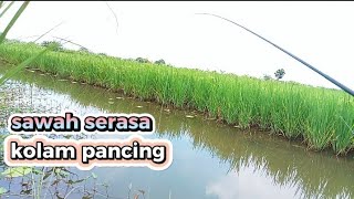 sawah memang favoritnya ikan nila