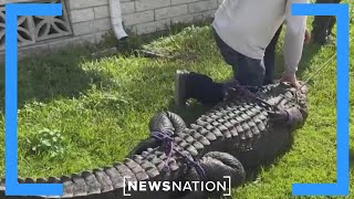 Alligator killed after human body pulled from Florida waterway | Morning in America