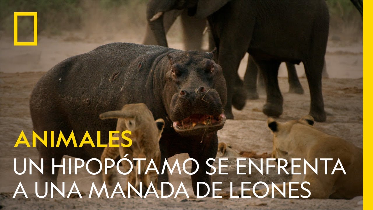 ⁣Un hipopótamo se enfrenta a una manada de leones | NATIONAL GEOGRAPHIC ESPAÑA