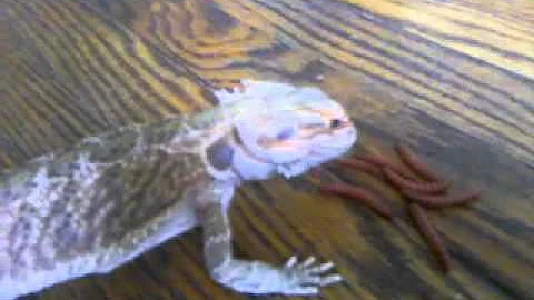 My bearded dragon champ eating mealworms