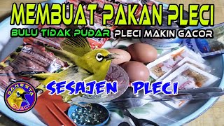 Racikan Pakan Pleci agar Gacor dan Bulu Pleci Tidak Pudar || Pakan Pleci Racikan