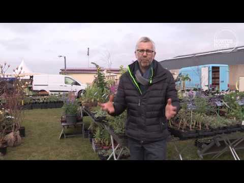 Vidéo: Plantes d'ombre sèche de la zone 5 - Choisir les plantes de la zone 5 pour les jardins d'ombre sèche