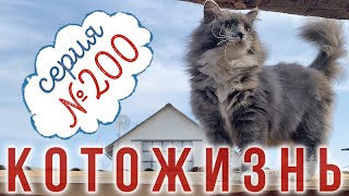 СЕРИЯ № 200 !!!🎉🥳😻 КОТОЖИЗНЬ!