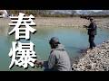 春爆、来ました。　#エリアトラウト #ヴァルケイン #釣り