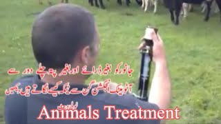 How to inject antibiotics /Animal Diseases and Treatment