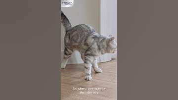 Love your Cat? Discover the relaxing pheromones of #feliway #cat #shorts