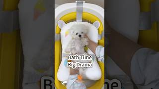 Bath Time, Big Drama 🛁🐶😂 #bichonfrise #dogbath #funnydog #puppylife #cutedogs