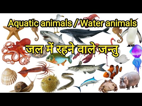 Water animals name in Hindi and English | aquatic animals | sea animals