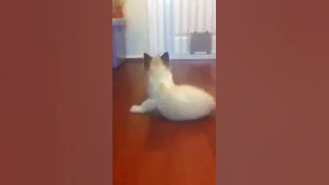 Watch the video about Ragdoll kittens for sale in devon