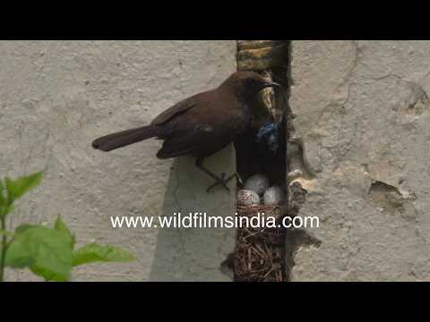 Indian Robin nests with three speckled eggs inside a wall crack nest - Copsychus fulicatus