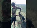 SUMO CALF विशेष रूप से बछड़ों की स्वस्थ वृद्धि और तेज विकास में सहायता करने के लिए तैयार किया गया है
