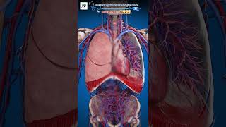 Respiratory System Explained 🫁 | Alveoli Gas Exchange + Hypoxemia #shorts