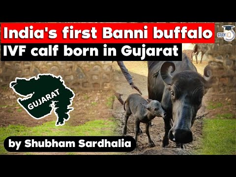 India's first Banni buffalo IVF calf born in Gujarat - GPSC, Gujarat Civil Service Class 1 & 2 exam