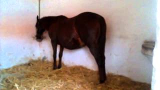 Atlarda Yel Yutma Problemi - Winding Horses