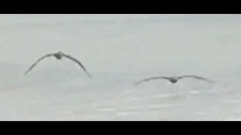 Flying birds: Ground effect in action!