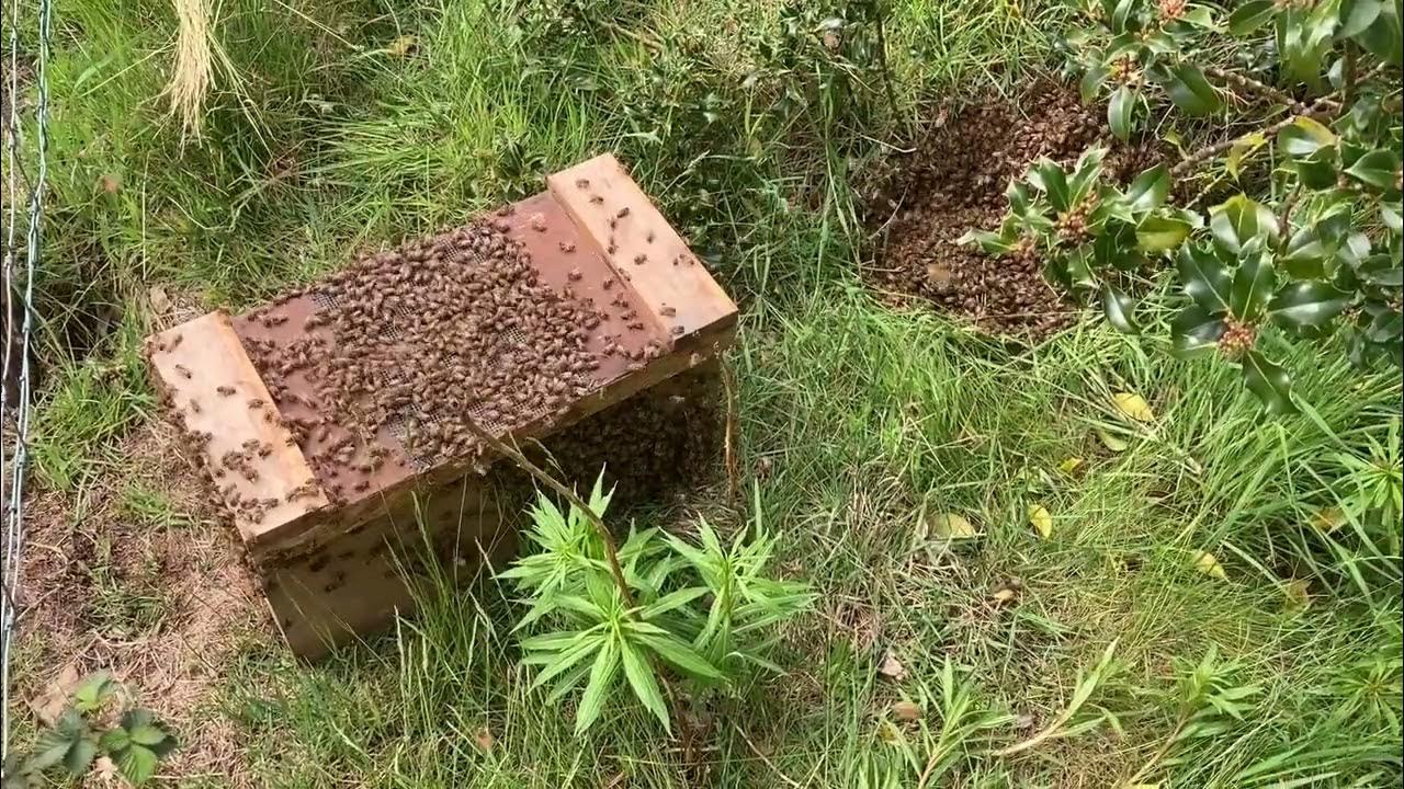 Swarming Season! Part 4 Success! YouTube