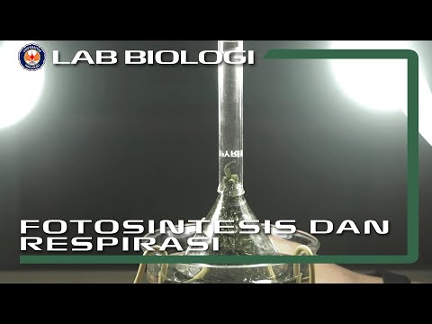 Video: Bagaimana fotosintesis dan respirasi sel berbeda?