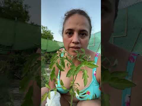 Video: Cómo plantar plántulas de tomate: las camas de la abuela