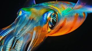 Relaxing Nature #18 | The Enchanting Creatures Of The Ocean - relaxtube
