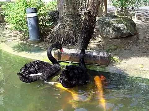 black swans feeding goldfish