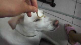 小白如何專注的吃東西03 980924
