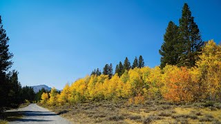 Early Fall Colors in the Eastern Sierra Mountains