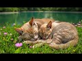 Relaxing Music No Ads For Cats Calming Cat Music With Peaceful Harp Purring Sounds рџђ рџЋ рџ Relaxing Music No Ads For Cats Calming Cat Music With Peaceful Harp Purring Sounds рџђ рџЋ рџ