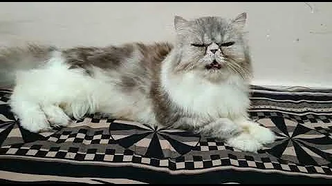 Video 582851: persian blue cattery