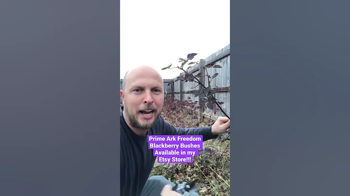 Planting Prime Ark Freedom Blackberry Bushes gives tons of berries! #garden #food #inflation #diy