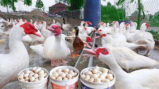 Raising Ducks with Low Capital and High Profits - Effective Duck Raising Process - Laying Duck Farm