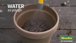 How To Plant Sunflowers Seeds (With Garden Expert Brian Burke)