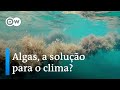 Por que algas podem ajudar a resolver a crise climática