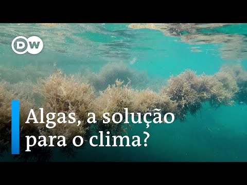 Por que algas podem ajudar a resolver a crise climática