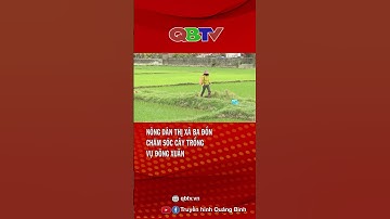 Nông dân thị xã Ba Đồn chăm sóc cây trồng vụ đông-xuân| QBTV #shorts
