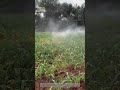 Efficient Farming: Mastering the Backpack Power Mist Blower &amp; Sprayer 🌿💨