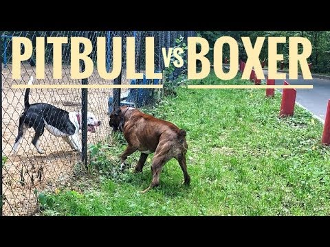 Pit bull vs Boxer dog attack