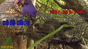 Bẫy Sóc Bông, Thử Thăm Luồn Bẫy Mới Trên Đồi Cao Kết Quả Ra Sao - SQUIRREL TRAP _ Vạn Lý Do (Phần 9)