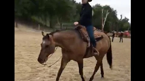 2020 WCRH Ranch Horse Round-Up Green Rider Ranch Riding Champion: Leo A New Innovation, Taylor DeLeo