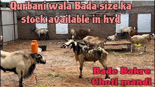 Qurbani wala Bada size ka stock available in hyd @a1goatsheep833