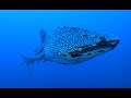 Best of diving Philippines - Tubbataha reef (HD)