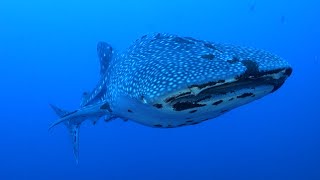 Best of diving Philippines - Tubbataha reef (HD)