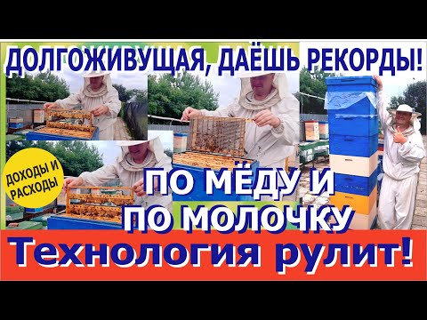 Пчелы Долгожители! Рекорды и Технология! Сильные семьи и Маточное Молочко. "Пчеловодство + Пчеловод"