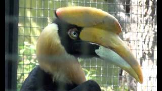 ZOO Praha - dvojzoborožec indický