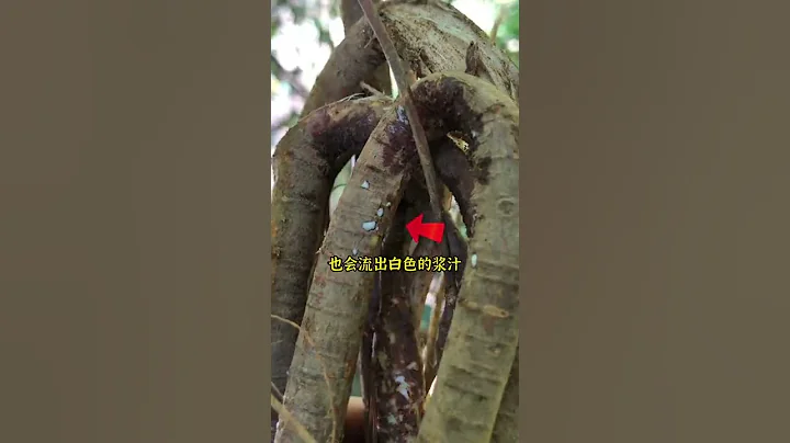什麼是五指毛桃？五指毛桃哪些部分可以吃？ - 天天要聞