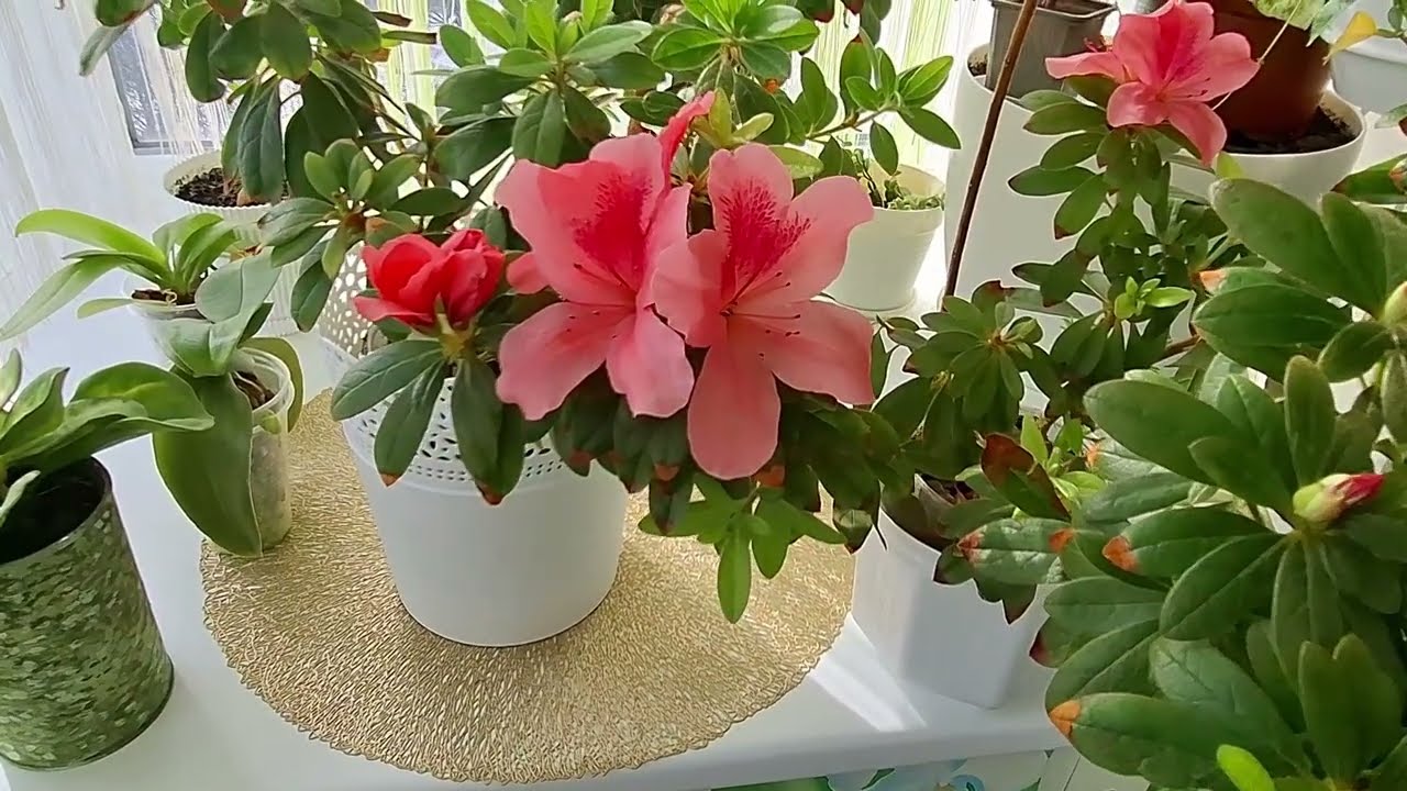 Огляд рослин. Квітне ароматна Азалія🌸🤩