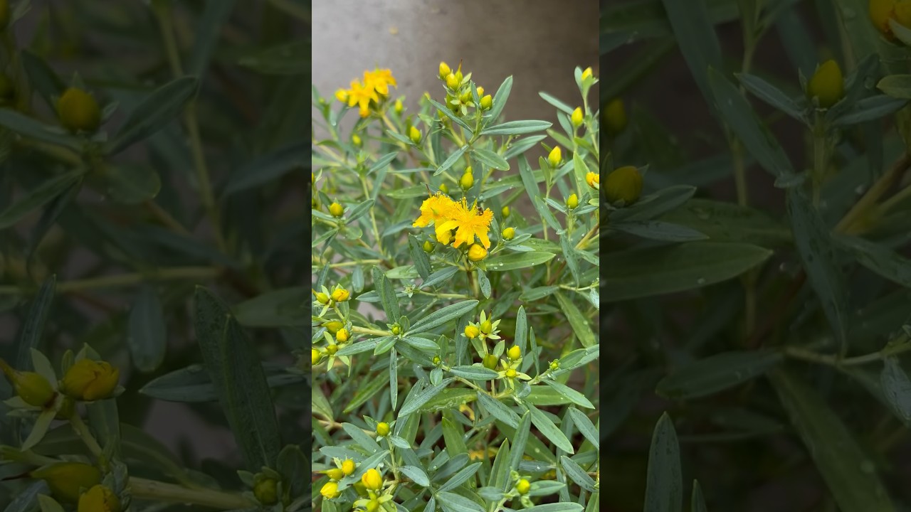 First Editions®️Cobalt-n-Gold™️Hypericum 