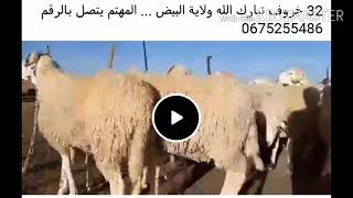 كباش العيد مشاء الله مع ارقام هواتف اصحابها?