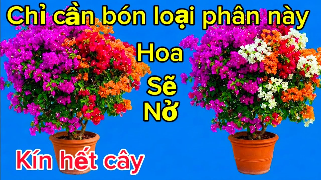 Làm cách này cây hoa giấy sẽ nở hoa kín hết cây chơi Tết 
