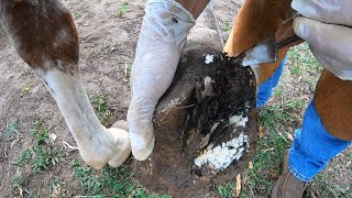 Virou túneis e moradia de filhos de mosca !!